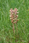 Nelken-Sommerwurz (Orobanche caryophyllacea)